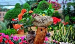 花卉爆料视频大全,视频大全中的美丽瞬间