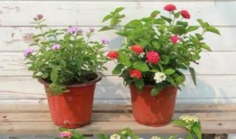 王六堡爆料视频最新,事件背后惊人真相